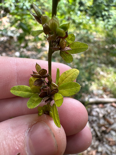 Lespedeza violacea, photograph 3