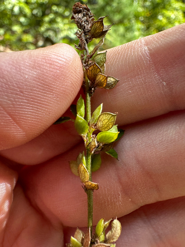 Lespedeza violacea, photograph 2