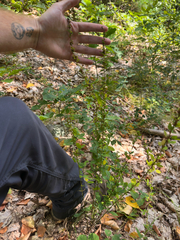 Lespedeza violacea