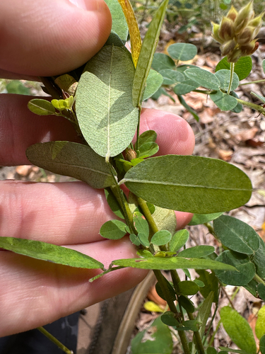 Lespedeza violacea, photograph 6