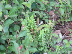 Cruciata glabra