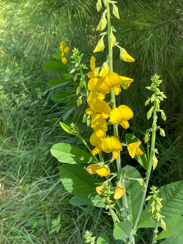 Showy Rattlebox