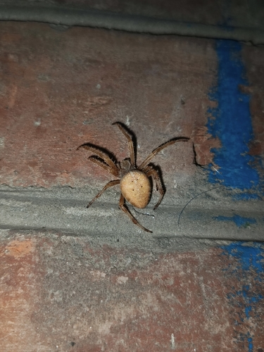 Cross Orbweaver