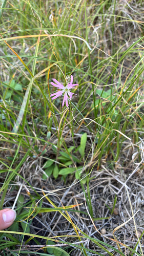 Silene flos-cuculi, photograph 5