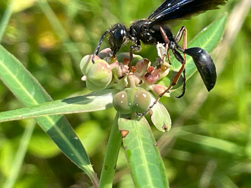 Brown-legged Grass-carrying Wasp