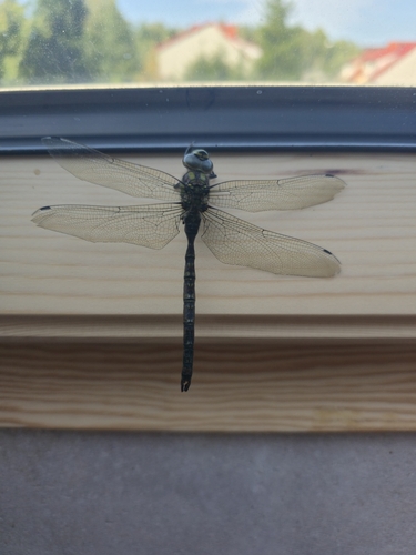 Southern Hawker