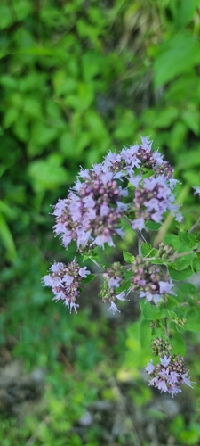 Oregano