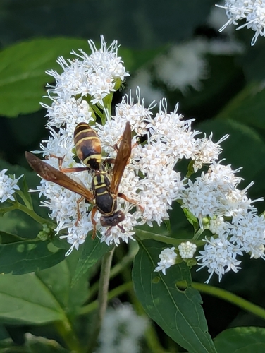 Northern Paper Wasp