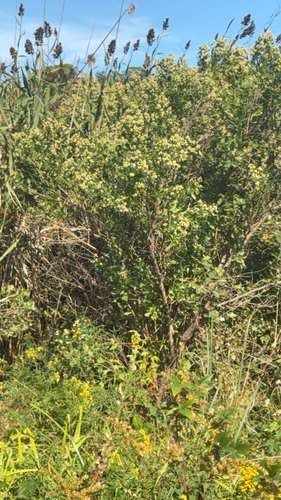groundsel tree