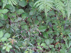 Epilobium tetragonum