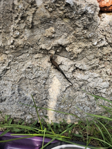 Viviparous Lizard