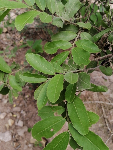 Casearia corymbosa observed 2026-09-23