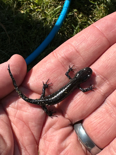 Blue-spotted Salamander