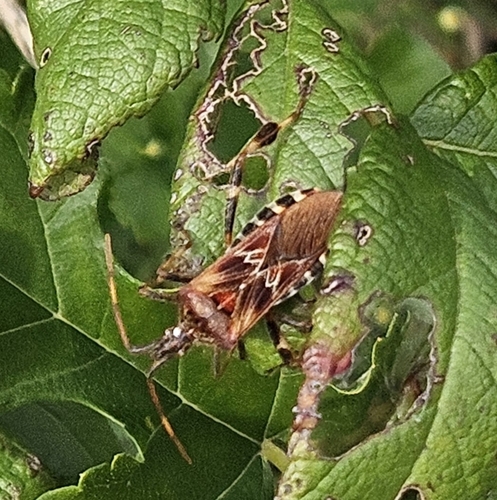 Western Conifer Seed Bug