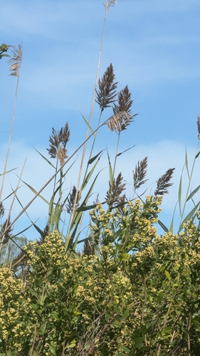 common reed
