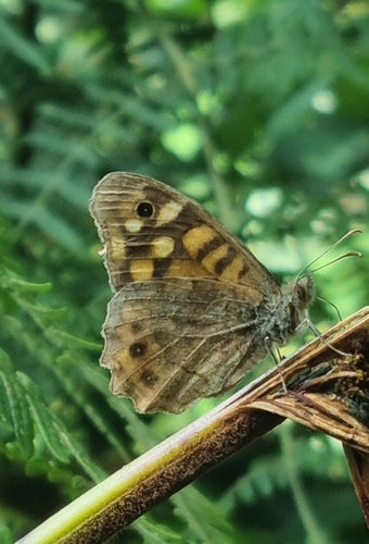 Speckled Wood