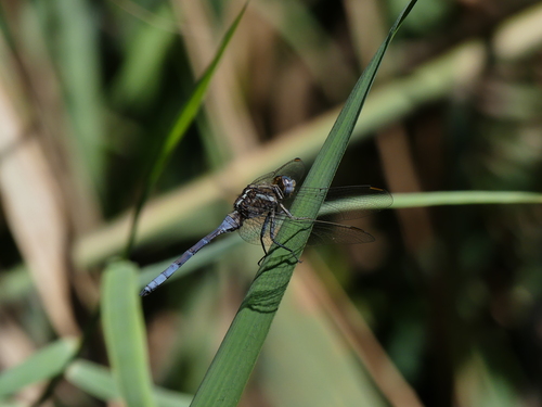Epaulet Skimmer