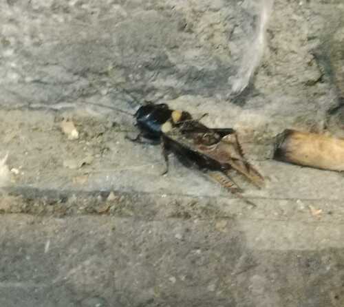 Southern Field Cricket