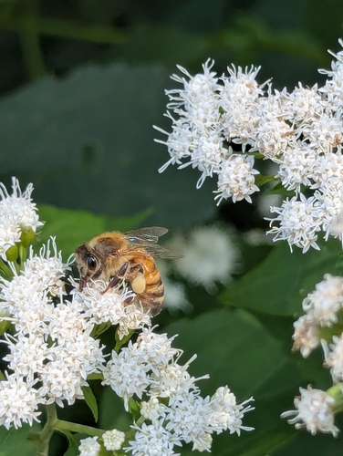 Western Honey Bee