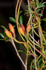 Cassytha glabella dispar