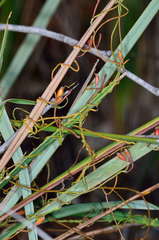 Cassytha glabella dispar