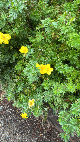 shrubby cinquefoil
