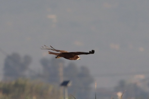 Western Marsh Harrier