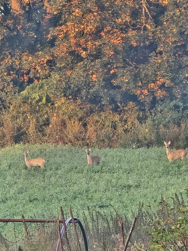 Western Roe Deer