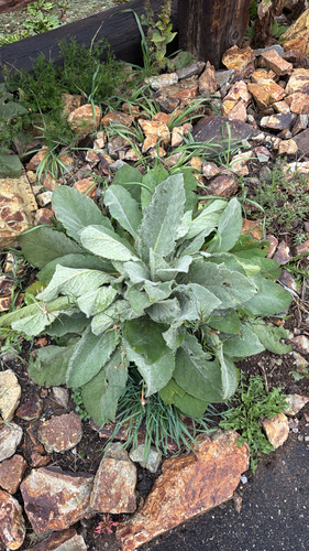 great mullein