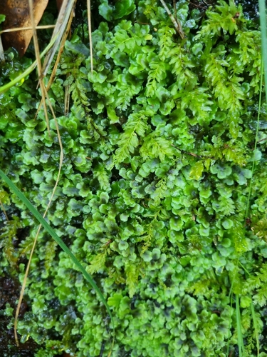 common pellia