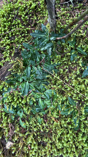 Western Rattlesnake Plantain