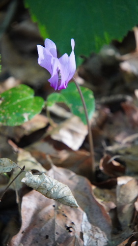 European Cyclamen
