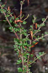 Acacia mitchellii