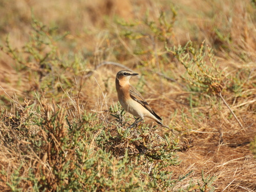 Northern Wheatear