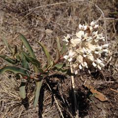 Asclepias glaucescens