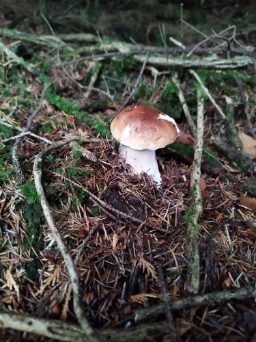 King Bolete