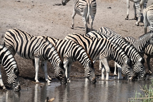 Plains Zebra