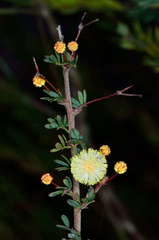 Acacia mitchellii