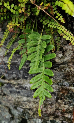 common polypody