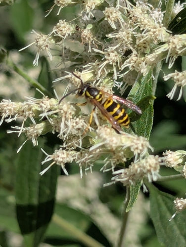 Eastern Yellowjacket