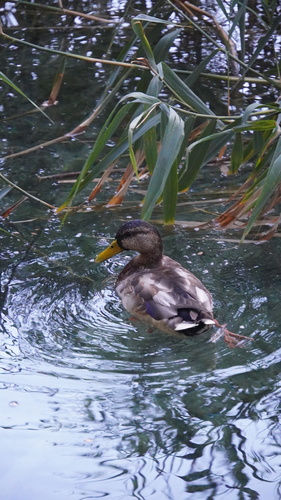 Mallard