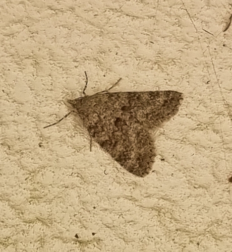 Ascotis fortunata wollastoni