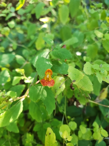 common jewelweed