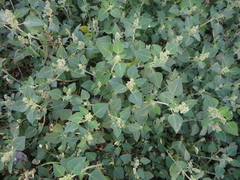 Chenopodium vulvaria
