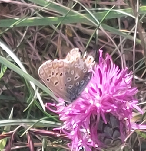 Common Blue