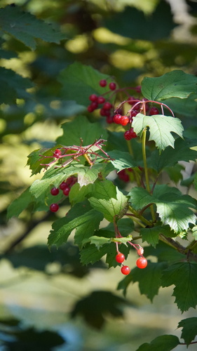 guelder-rose