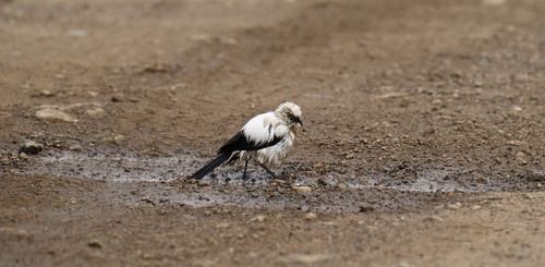 Southern Pied-Babbler