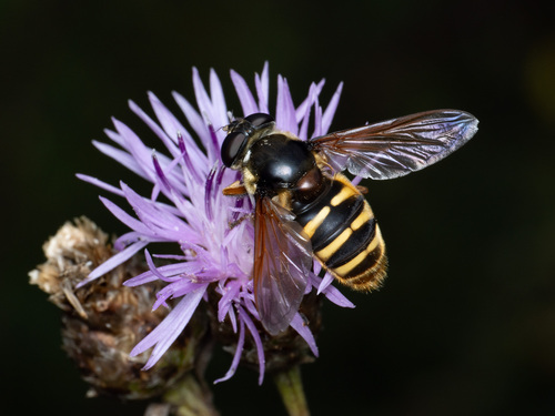 Yellow-barred Peat Hover Fly