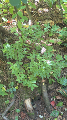 lowbush blueberry