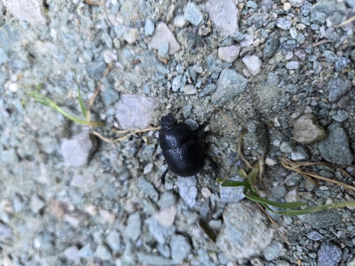 Woodland Dor Beetle